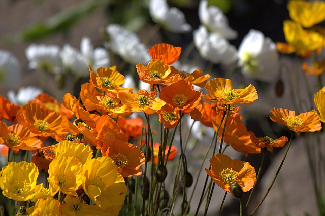 2011-06-30_12-52-56 island.jpg - Islandmohn  (Papaver nudicaule)